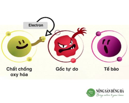 Chong-oxy-hoa-bao-ve-te-bao
