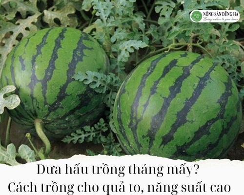 Dua-hau-trong-thang-may-Cach-trong-cho-qua-to-nang-suat-cao