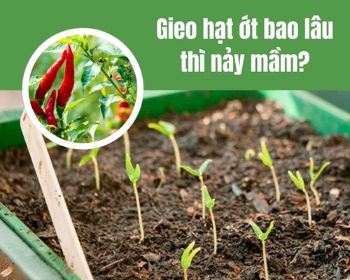 Gieo-hat-ot-bao-lau-thi-nay-mam