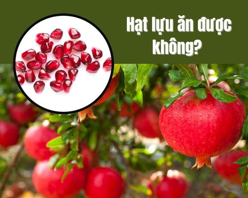 Hat-luu-an-duoc-khong