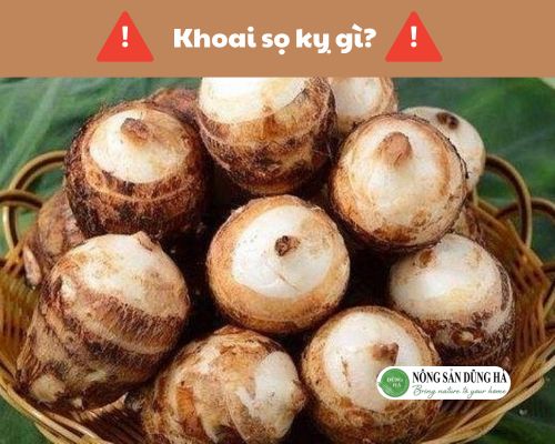 Khoai-so-ky-gi