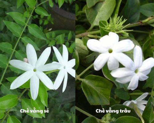 Loai-che-vang