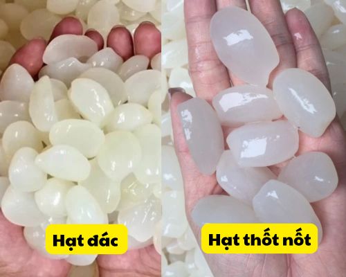 Phan-biet-hat-dac-va-hat-thot-not