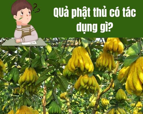 Qua-phat-thu-co-tac-dung-gi