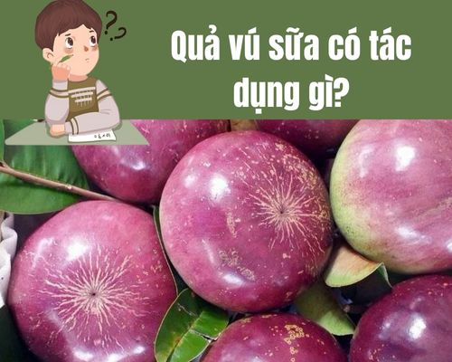Qua-vu-sua-co-tac-dung-gi