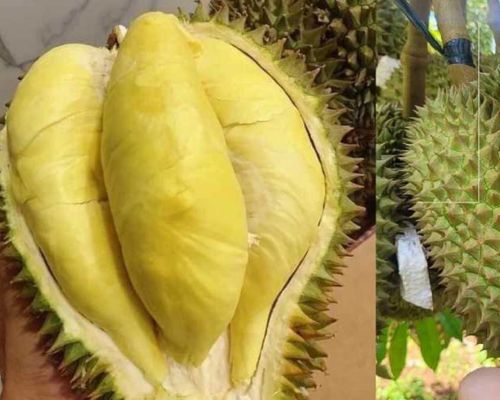Sau-rieng-Thai