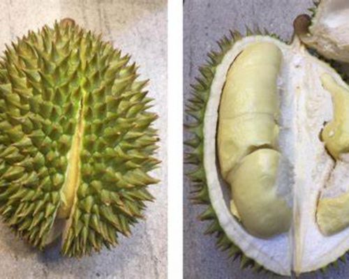 Sau-rieng-chuong-bo