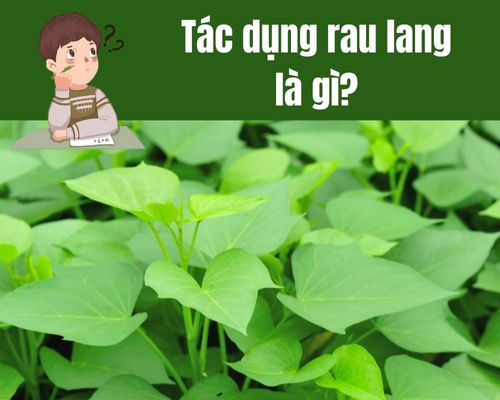 Tac-dung-rau-lang