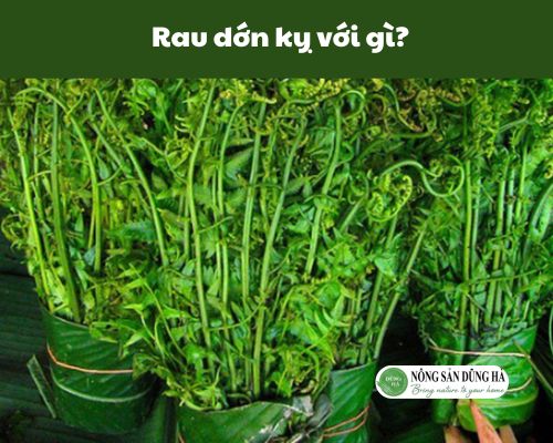 Tim-hieu-rau-don-ky-voi-gi