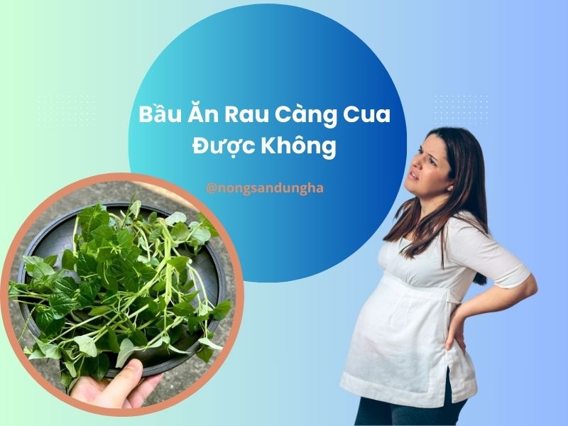 bau-an-rau-cang-cua-duoc-khong