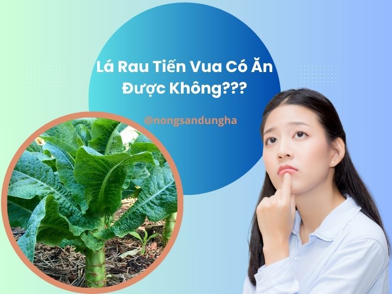 la-rau-tien-vua-co-an-duoc-khong