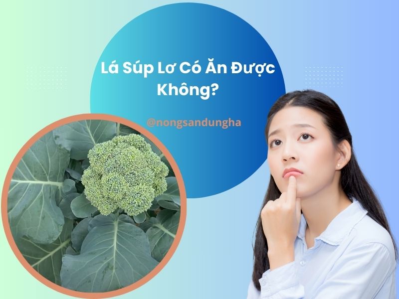 la-sup-lo-co-an-duoc-khong