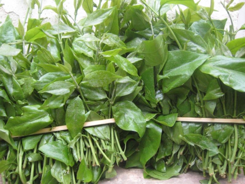 nong-san-dung-ha-ban-rau-sang-chua-huong-tuoi-ngon-gia-tot