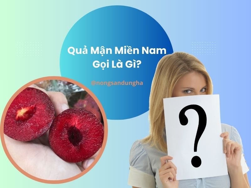 qua-man-mien-nam-goi-la-gi