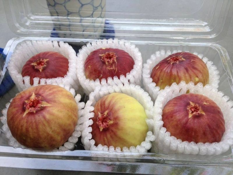 qua-sung-my-bao-nhieu-tien-1kg