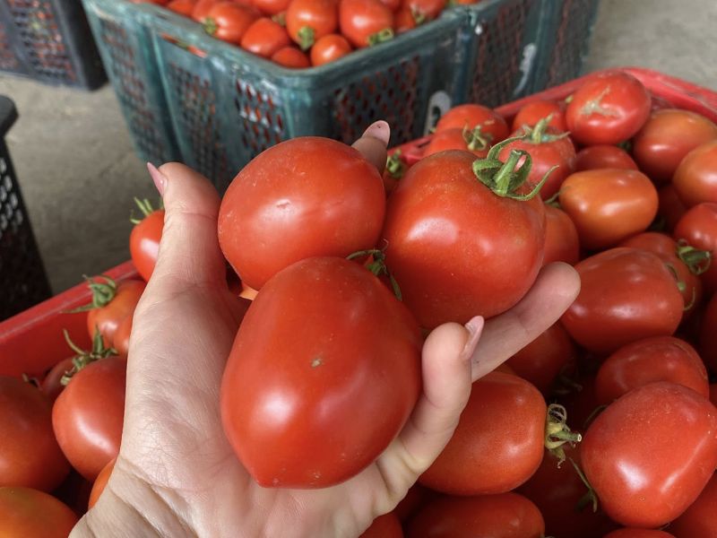 bat-mi-ca-chua-la-trai-cay-hay-rau-cu