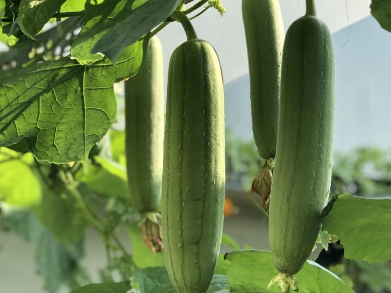 chia-se-ky-thuat-trong-muop-huong-f1