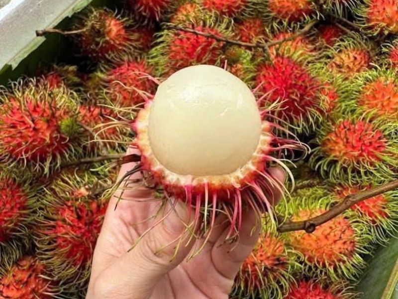 chom-chom-thai-dung-ha