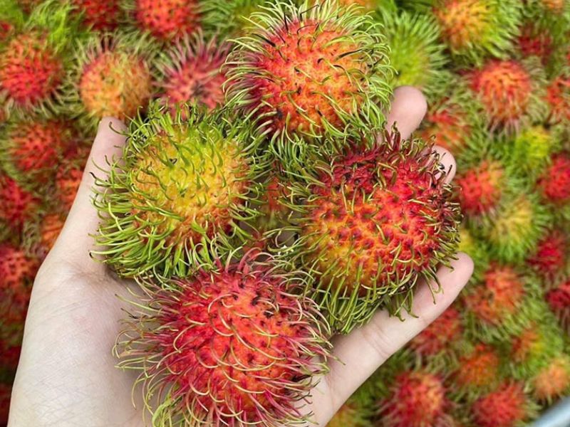 chom-chom-thai-nong-san-dung-ha-gia-tot