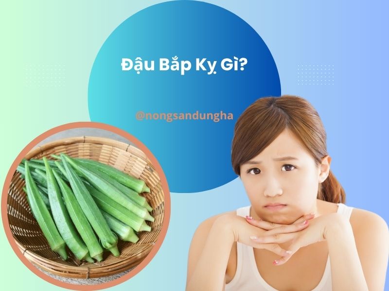 dau-bap-ky-gi