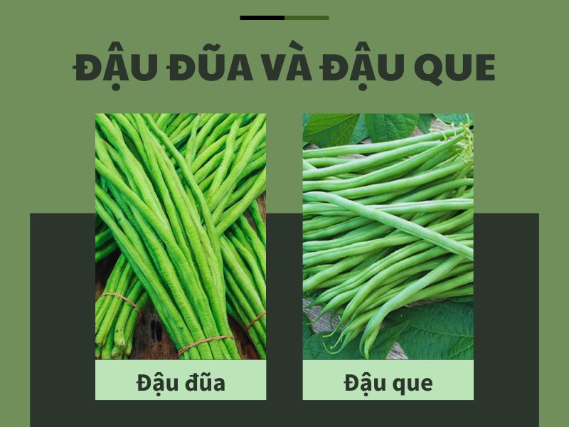 dau-dua-va-dau-que
