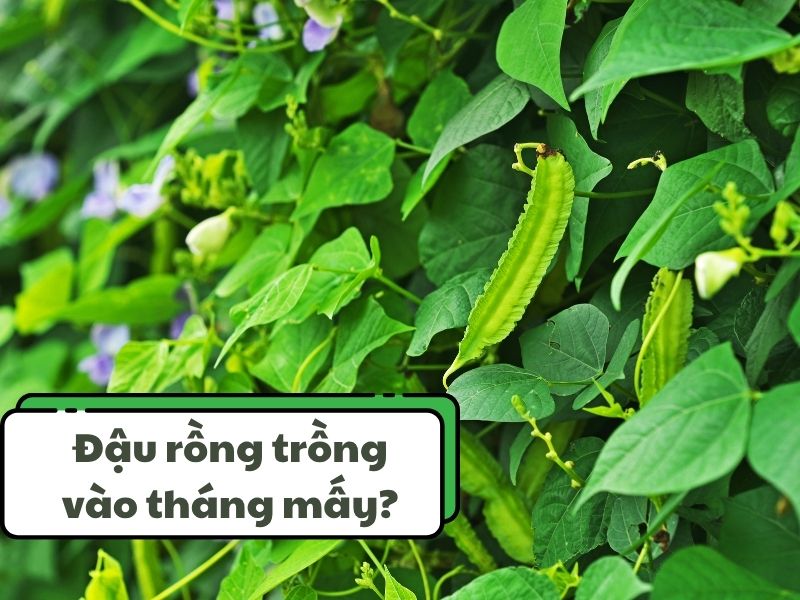 dau-rong-trong-thang-may