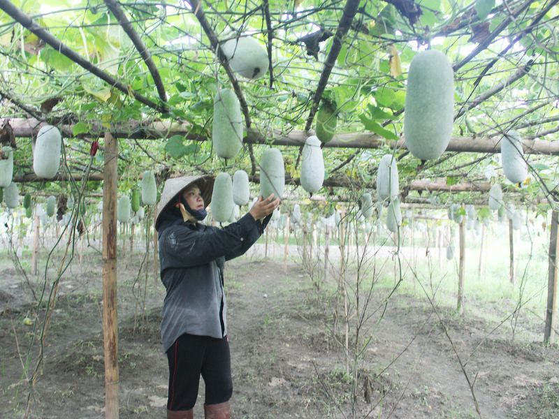 giai-dap-trong-bi-xanh-vao-thang-may