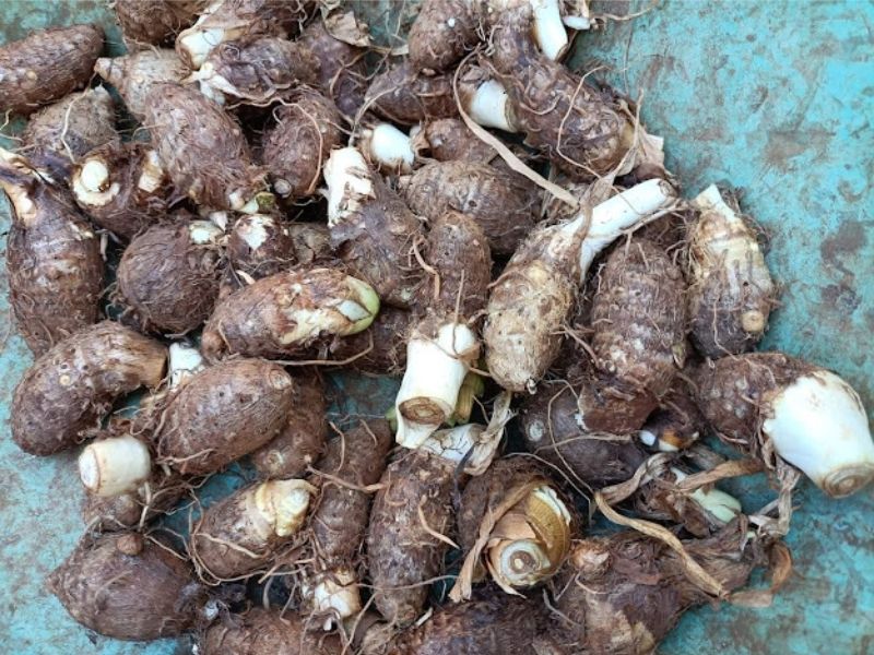 goc-giai-dap-trong-khoai-so-vao-thang-may