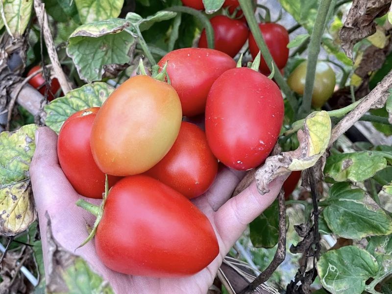 goc-thac-mac-ca-chua-la-trai-cay-hay-rau-cu