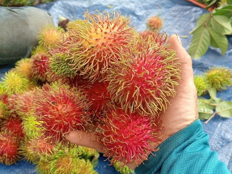 goc-tim-hieu-sau-sinh-an-chom-chom-duoc-khong
