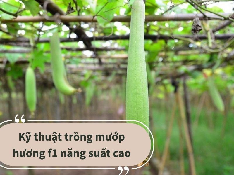 ky-thua-trong-muop-huong-f1