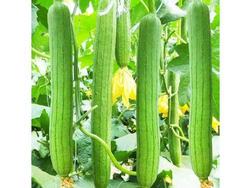 ky-thuat-trong-muop-huong-f1-nang-suat