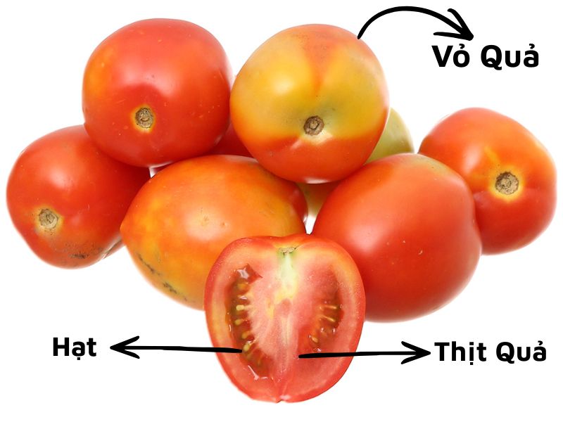 thac-mac-ca-chua-la-trai-cay-hay-rau-cu