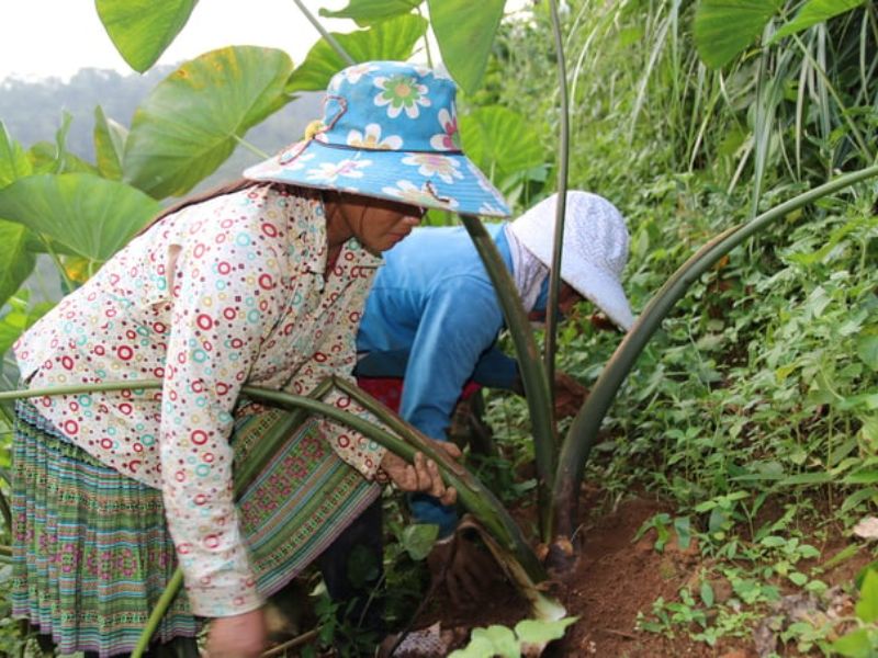 thoi-vu-trong-khoai-so-vao-thang-may