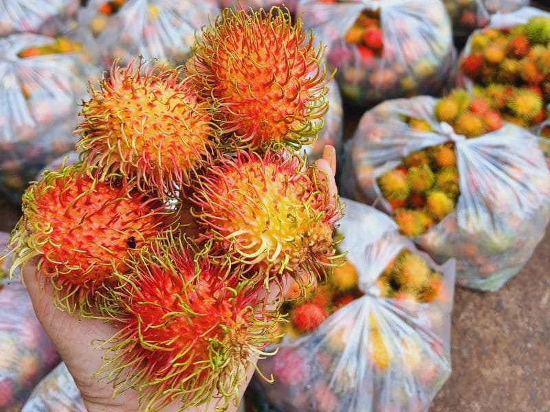 tim-hieu-sau-sinh-an-chom-chom-duoc-khong