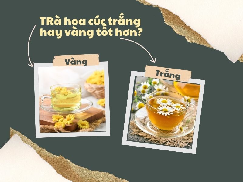 tra-hoa-cuc-trang-hay-vang-tot-hon