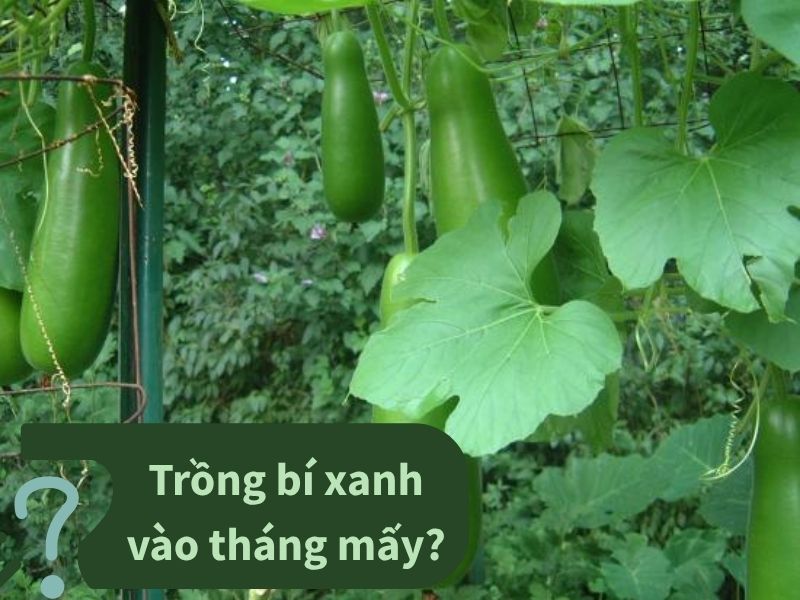 trong-bi-xanh-vao-thang-may