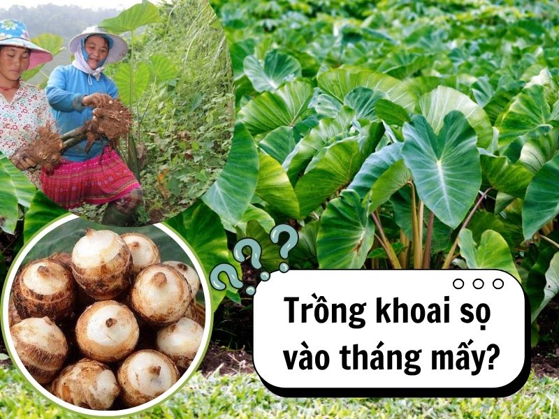 trong-khoai-so-vao-thang-may
