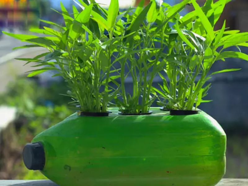 3-cach-trong-rau-muong-tai-nha