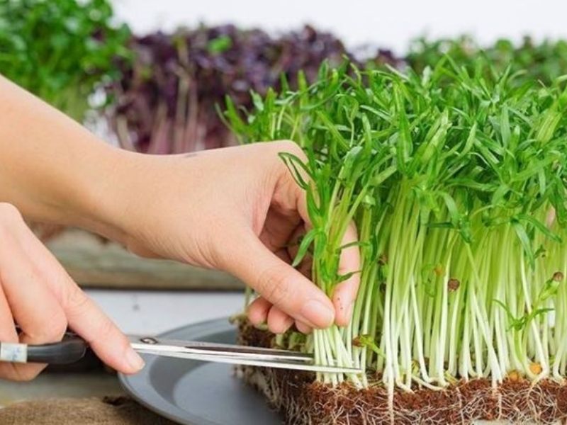 3-cach-trong-rau-muong