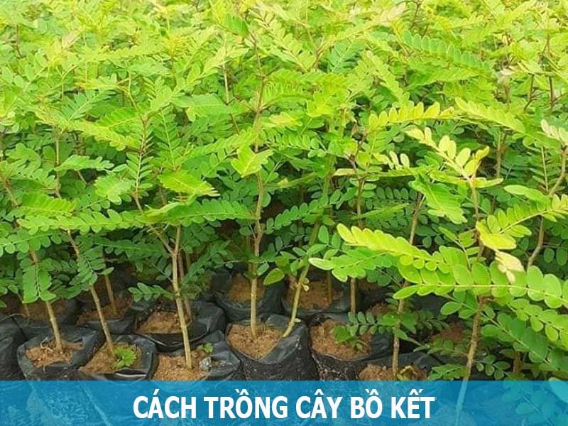 Cach-trong-bo-ket-sai-qua
