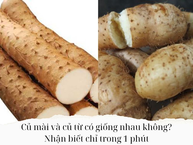Cu-mai-va-cu-tu-co-giong-nhau-khong