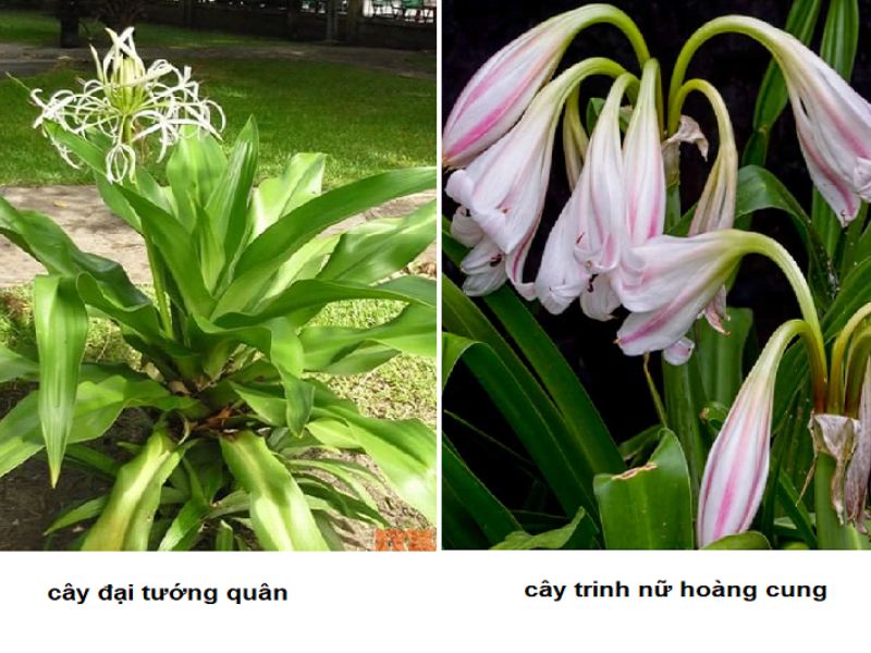 Phan-biet-trinh-nu-hoang-cung-va-cay-dai-tuong-quan