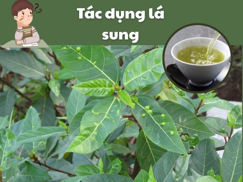Tac-dung-la-sung