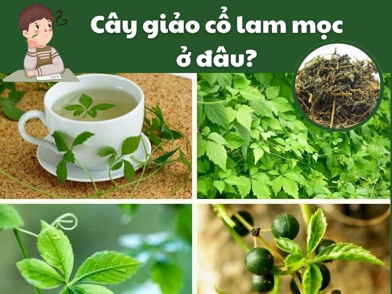 Tim-hieu-cay-giao-co-lam-moc-o-dau