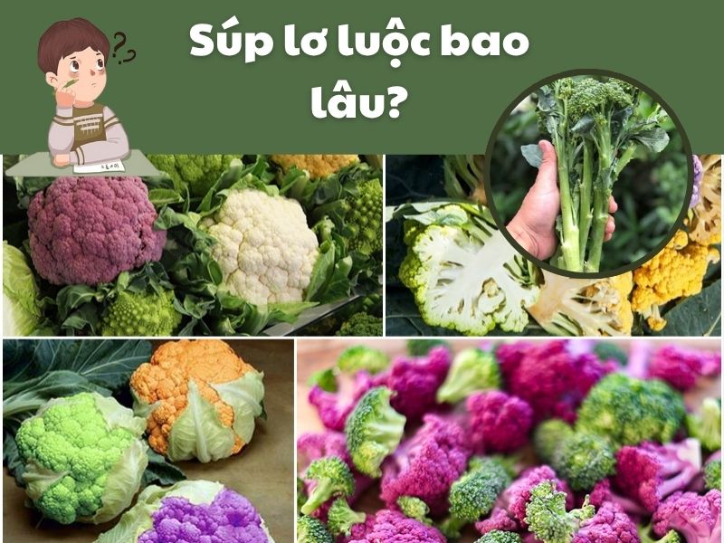 Tim-hieu-sup-lo-luoc-bao-lau