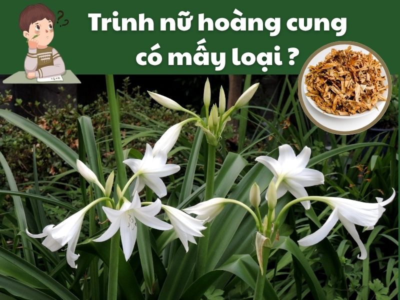 Tim-hieu-trinh-nu-hoang-cung-co-may-loai