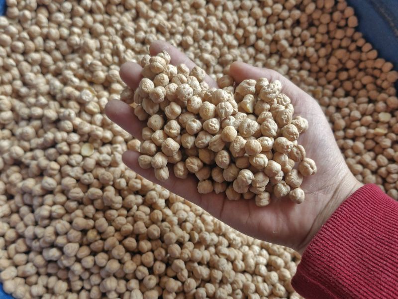 ban-khoan-hat-dau-ga-ky-voi-gi