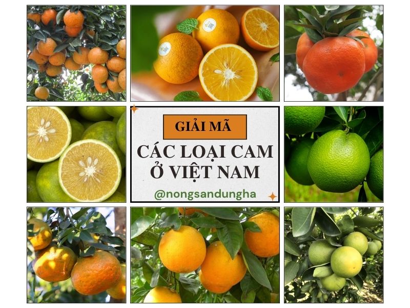 cac-loai-cam-o-viet-nam