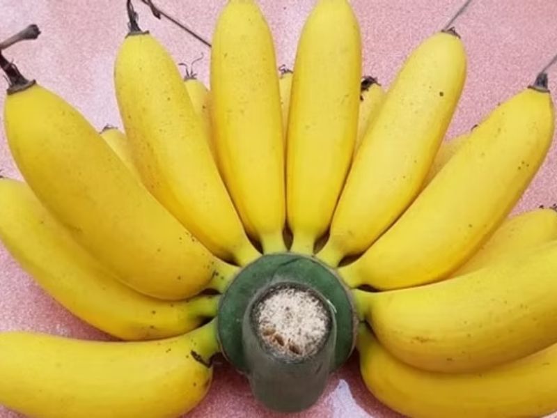 cac-loai-chuoi-o-viet-nam-chuoi-bom